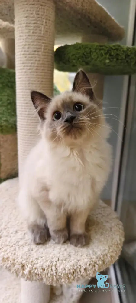 Teresa Siberian female blue pointed live animals