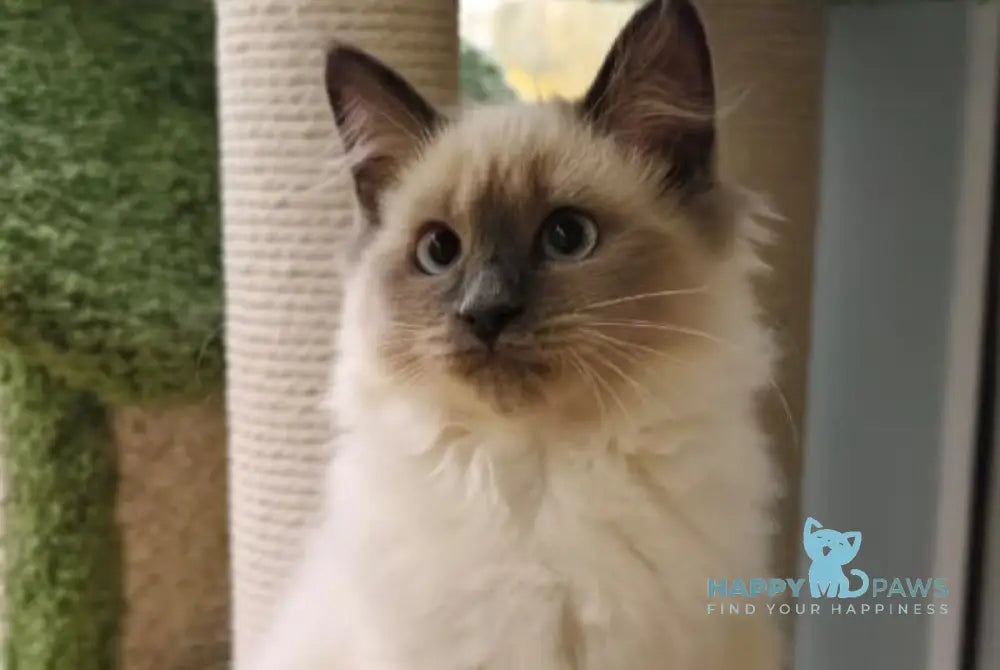 Teresa Siberian female blue pointed live animals