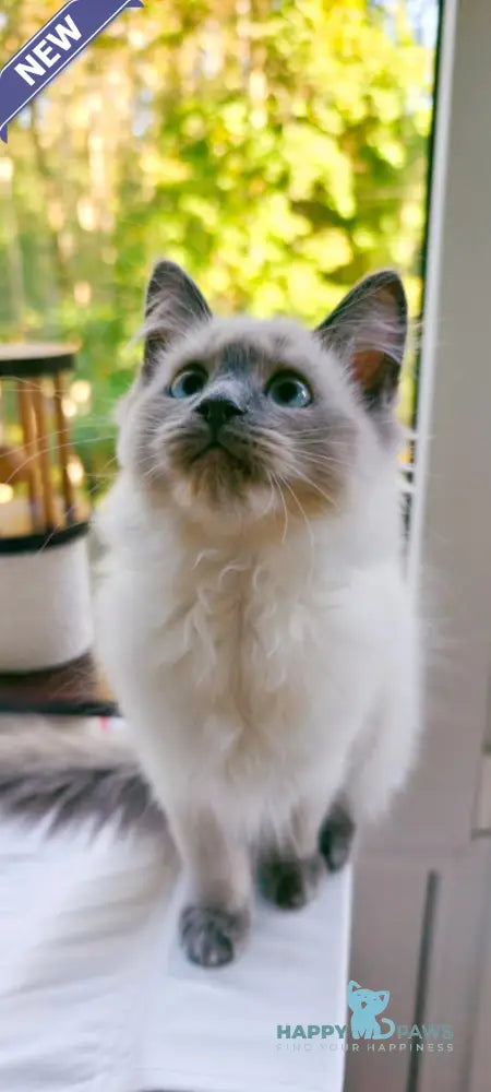 Teresa Siberian female blue pointed live animals