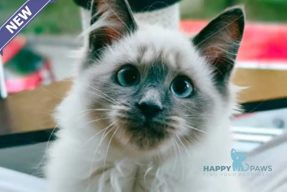 Teresa Siberian female blue pointed live animals