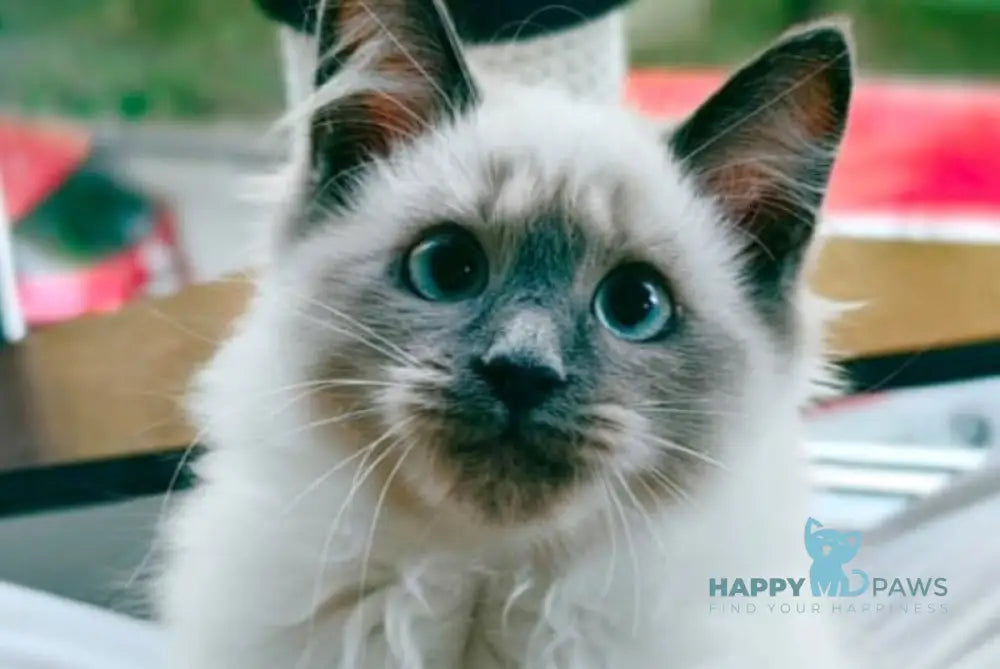 Teresa Siberian female blue pointed live animals