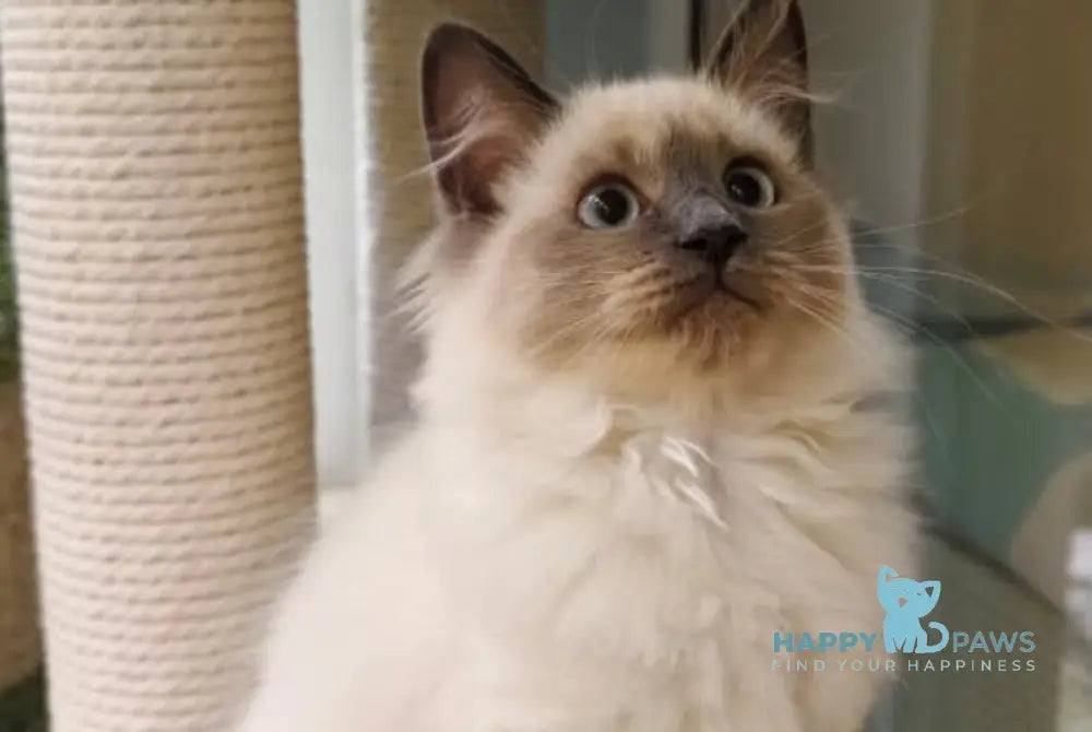 Teresa Siberian female blue pointed live animals