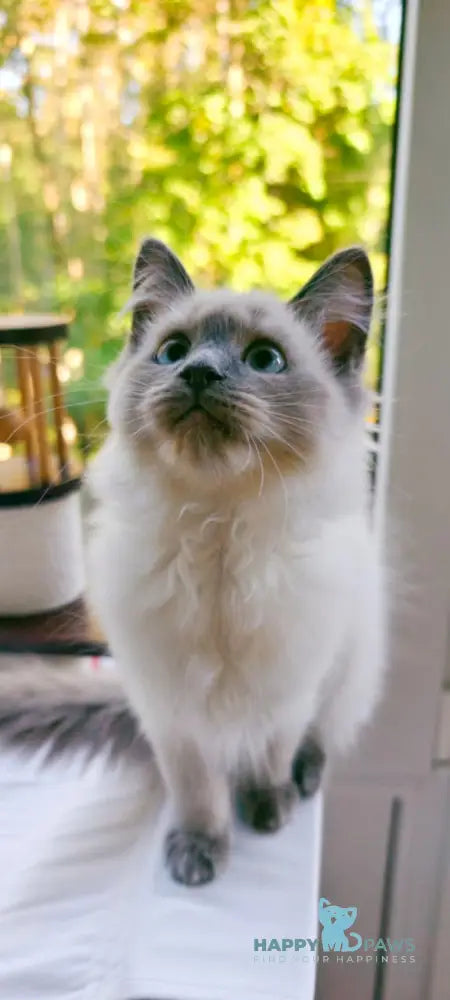 Teresa Siberian female blue pointed live animals