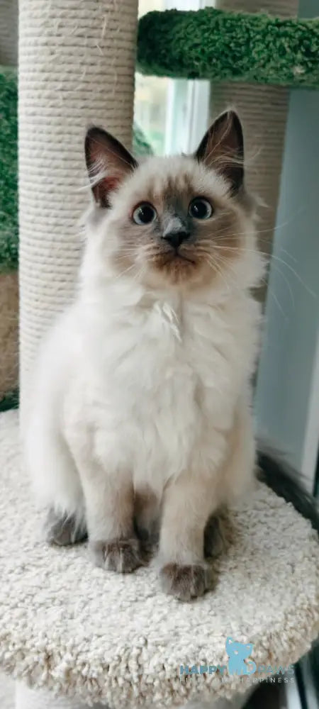 Teresa Siberian female blue pointed live animals