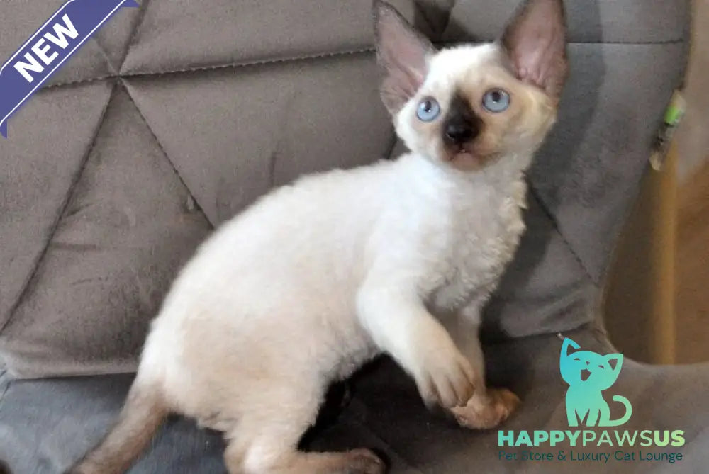 Terra Devon Rex female black pointed - live animals