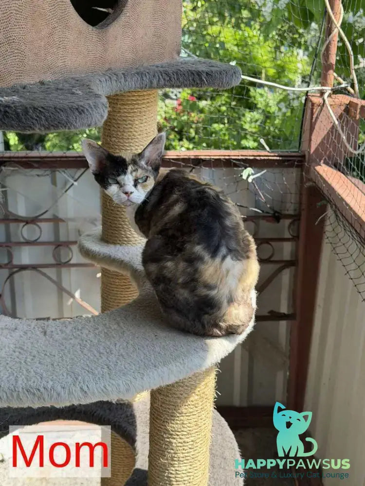 Terra Devon Rex female black pointed - live animals