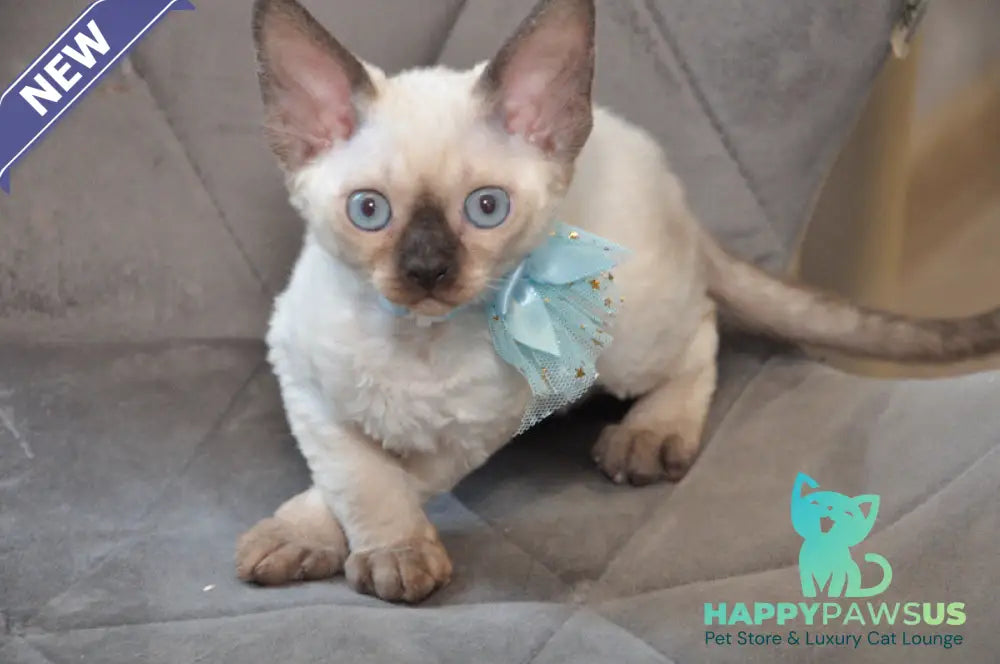Terra Devon Rex female black pointed - live animals