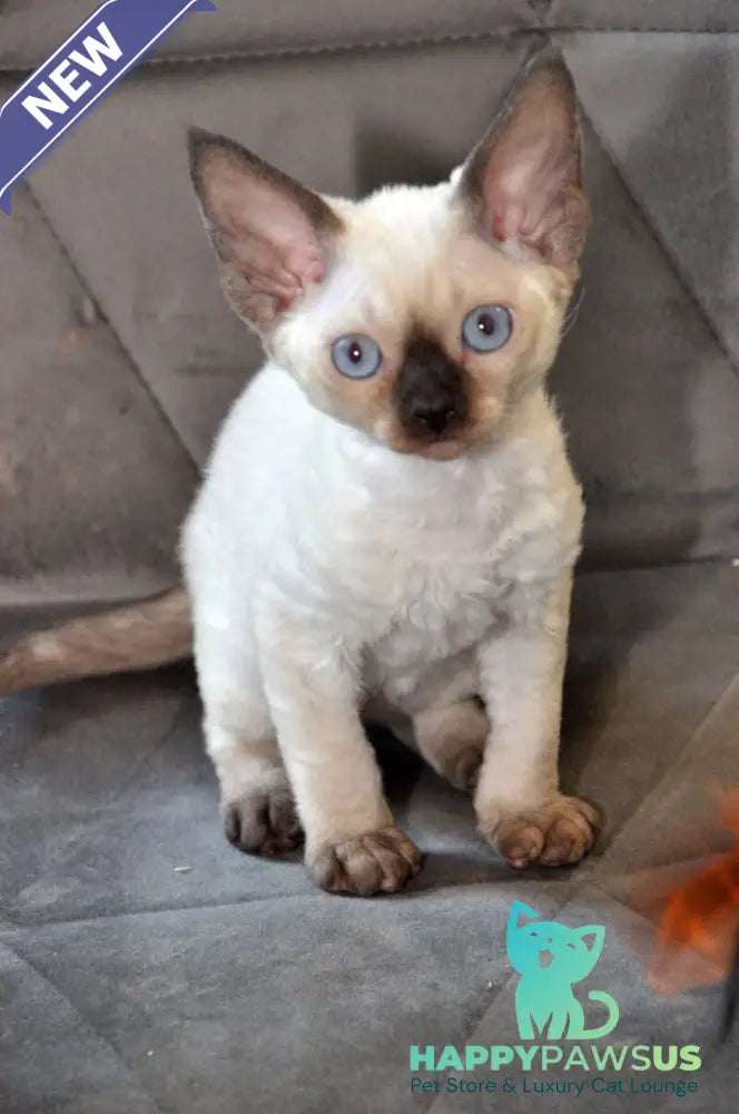 Terra Devon Rex female black pointed - live animals