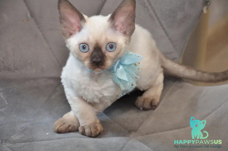Terra Devon Rex female black pointed - live animals
