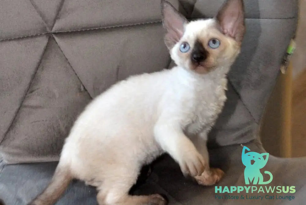 Terra Devon Rex female black pointed - live animals