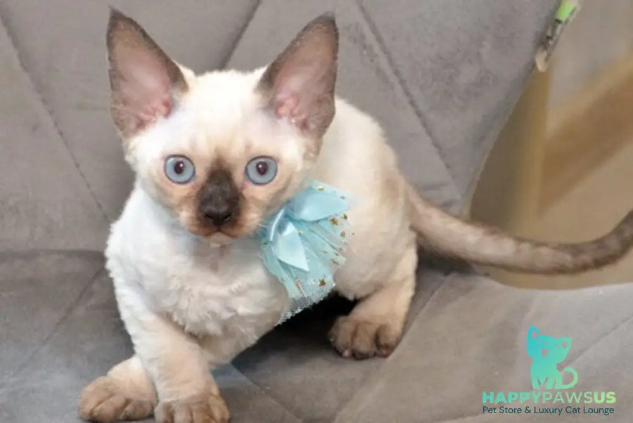 Terra Devon Rex female black pointed - live animals