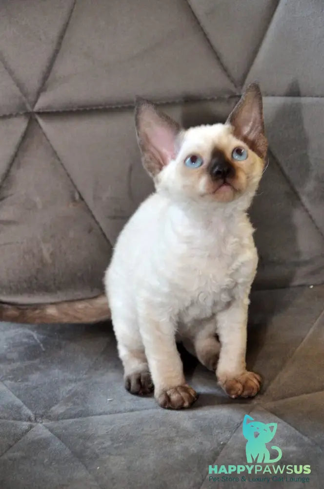 Terra Devon Rex female black pointed - live animals