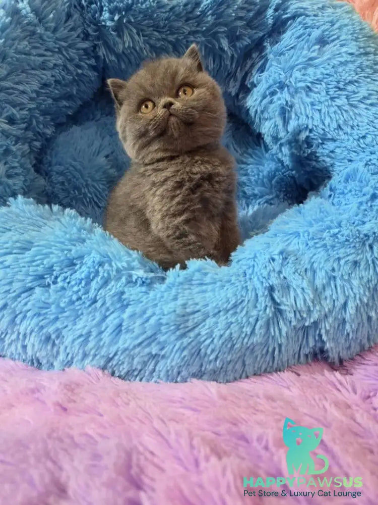 Terra Scottish Straight female blue - live animals