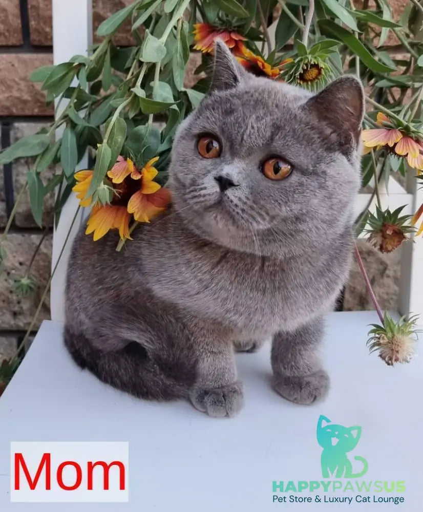 Terra Scottish Straight female blue - live animals