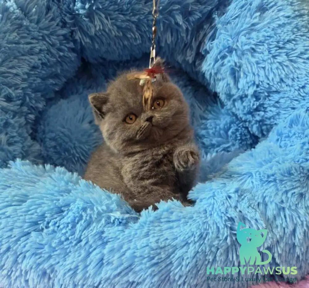 Terra Scottish Straight female blue - live animals