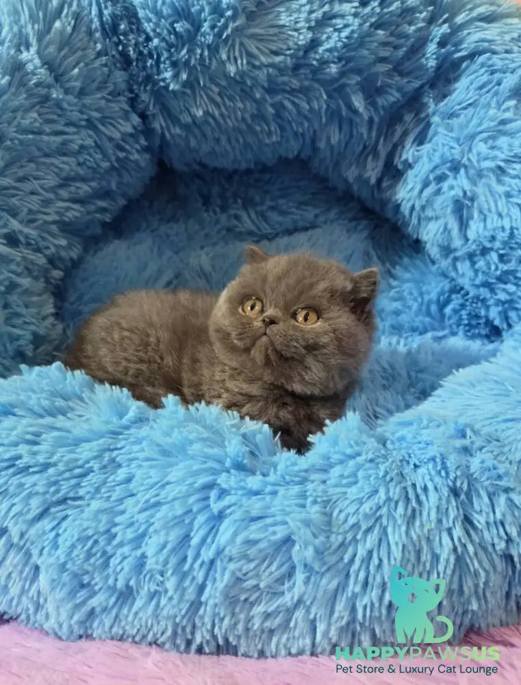 Terra Scottish Straight female blue - live animals