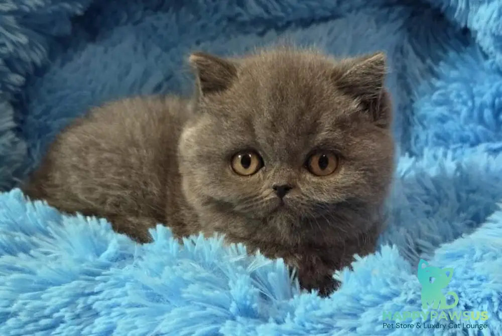 Terra Scottish Straight female blue - live animals