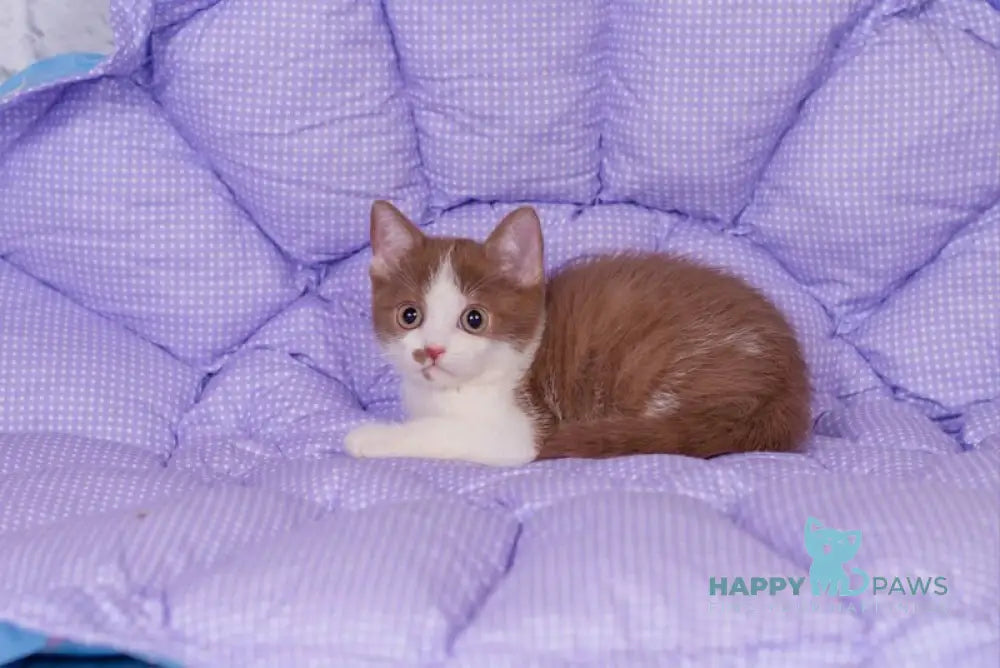 Tesey British Shorthair male cinnamon bicolour live animals