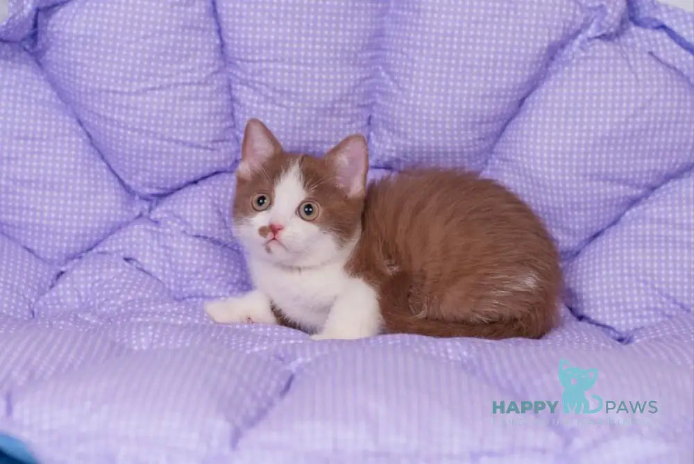 Tesey British Shorthair male cinnamon bicolour live animals