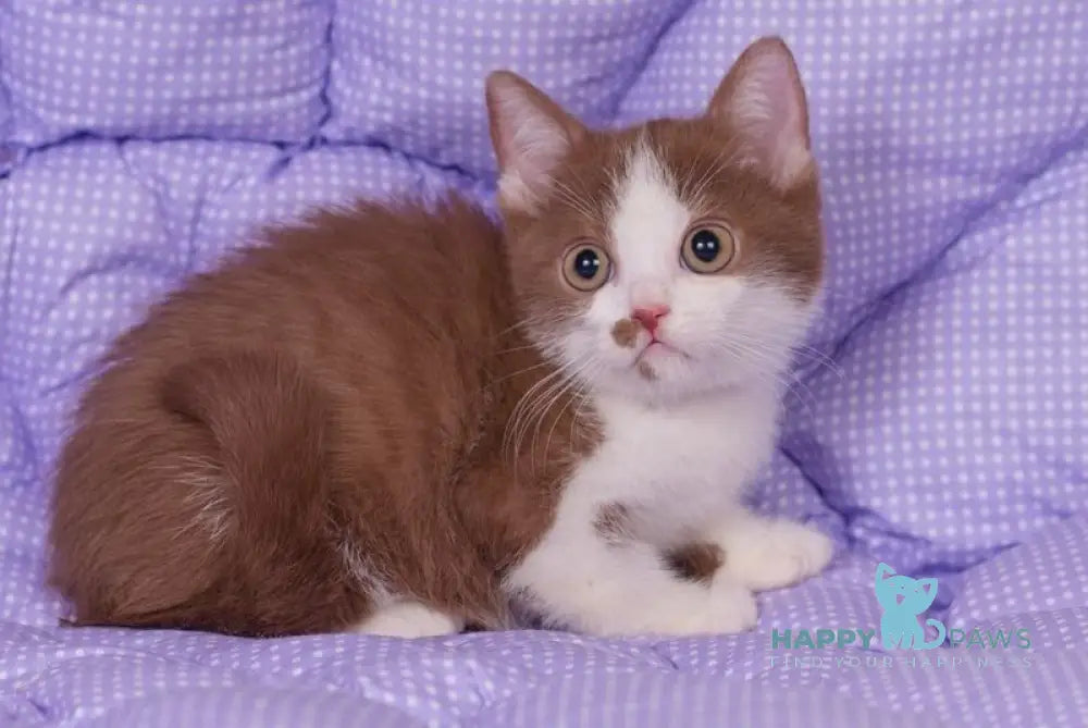 Tesey British Shorthair male cinnamon bicolour live animals