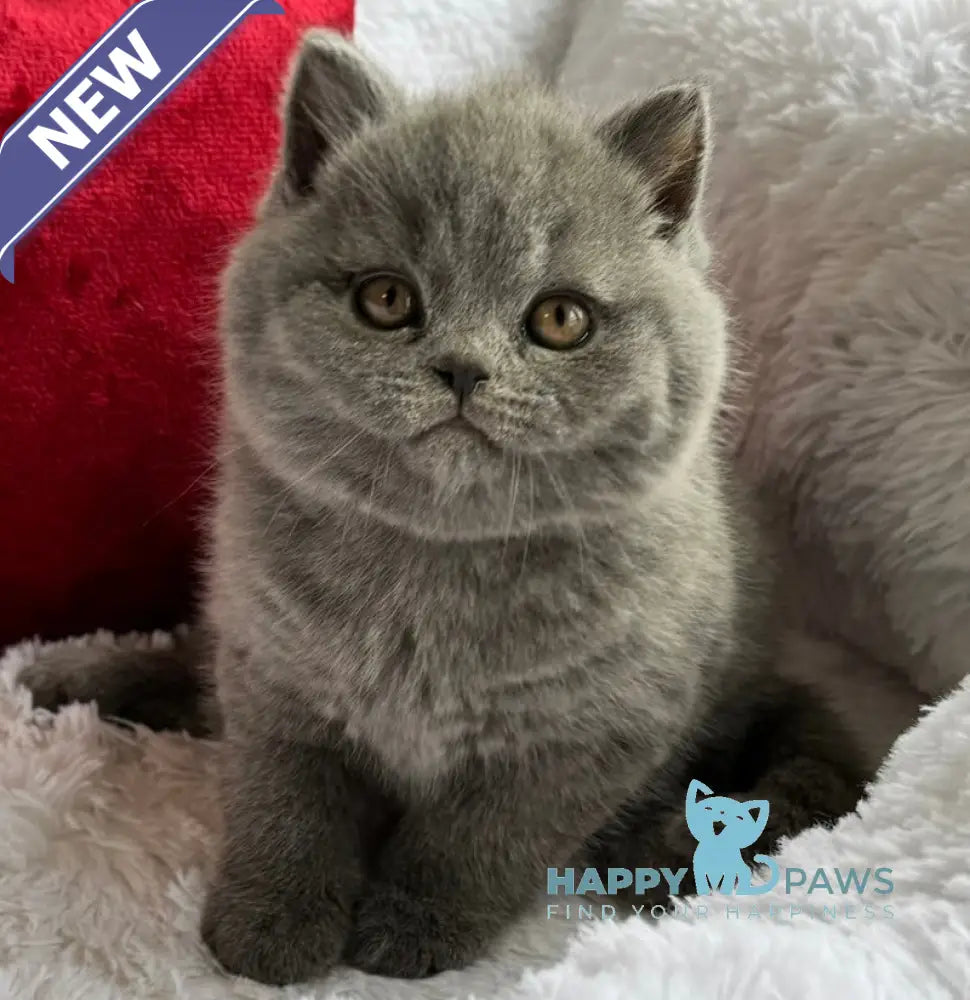 Tesey Scottish Straight male blue live animals