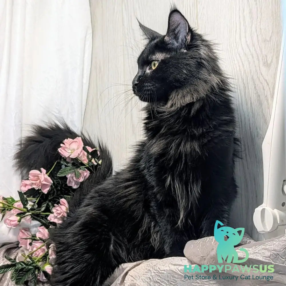 Tesla Maine Coon female black silver - live animals