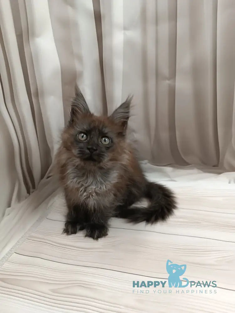 Tesla Maine Coon female black silver live animals