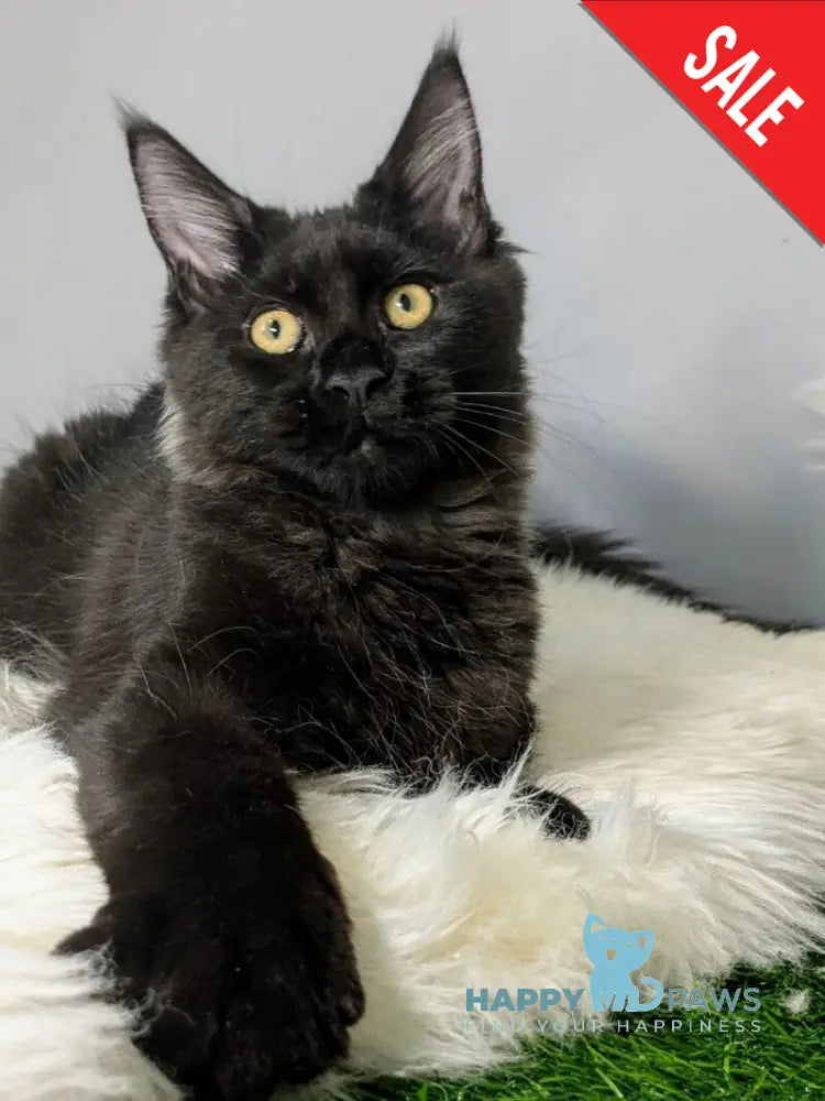 Tesla Maine Coon female black silver - live animals