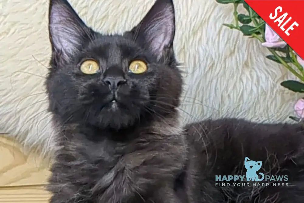 Tesla Maine Coon female black silver - live animals