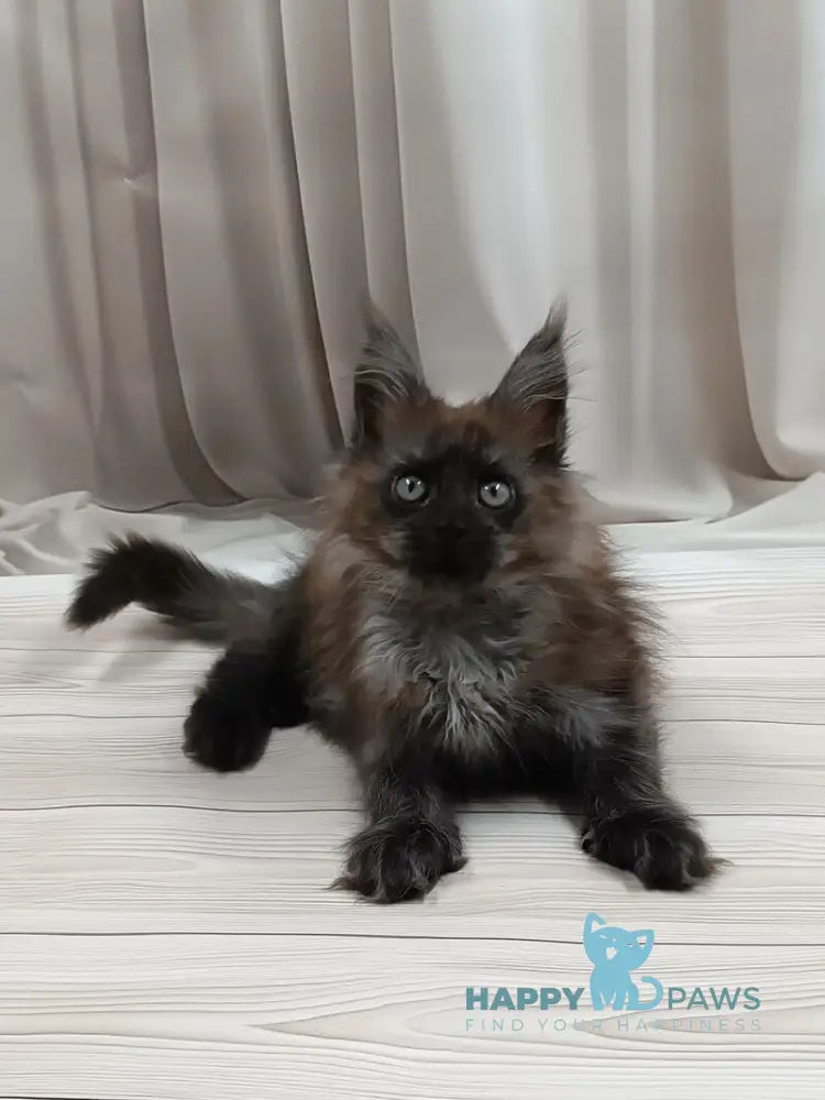 Tesla Maine Coon female black silver live animals