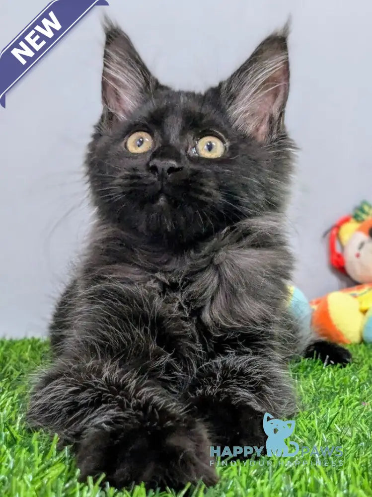 Tesla Maine Coon female black silver live animals