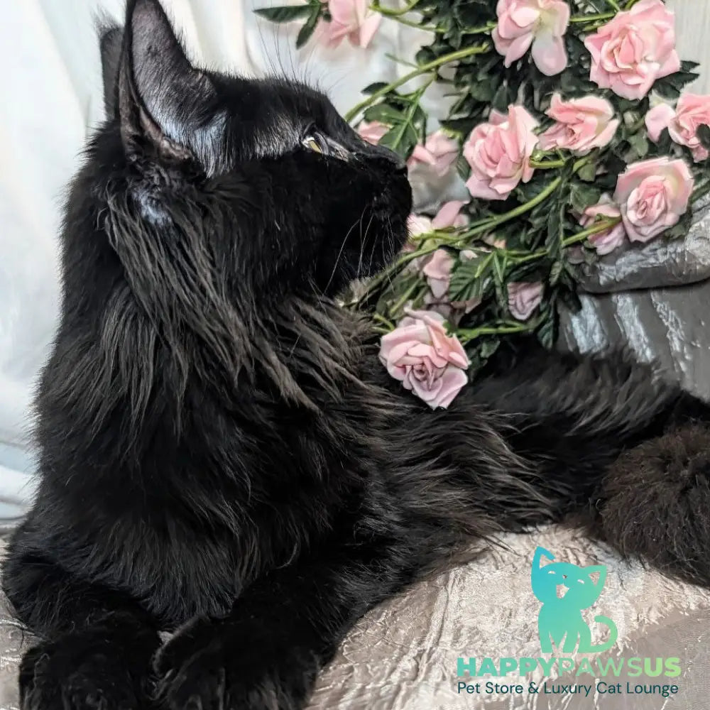 Tesla Maine Coon female black silver - live animals