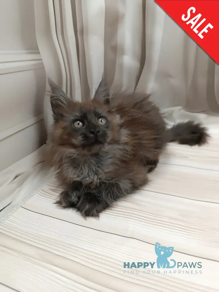 Tesla Maine Coon female black silver live animals