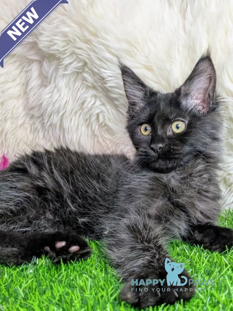 Tesla Maine Coon female black silver live animals