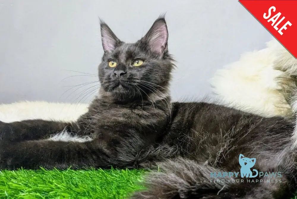 Tesla Maine Coon female black silver - live animals