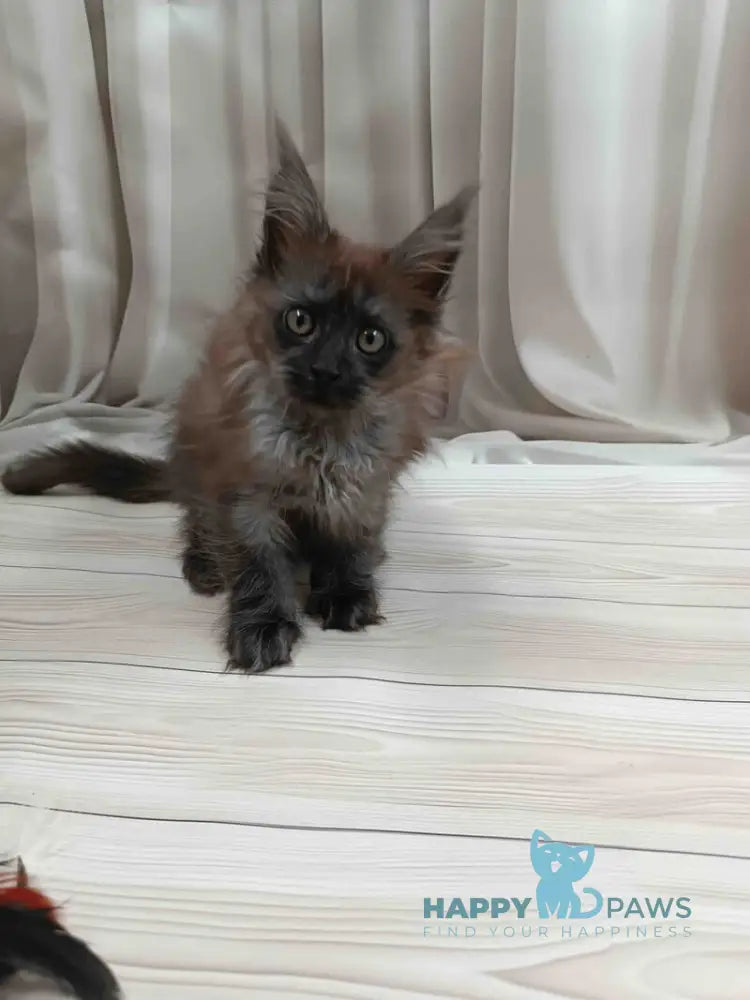 Tesla Maine Coon female black silver live animals