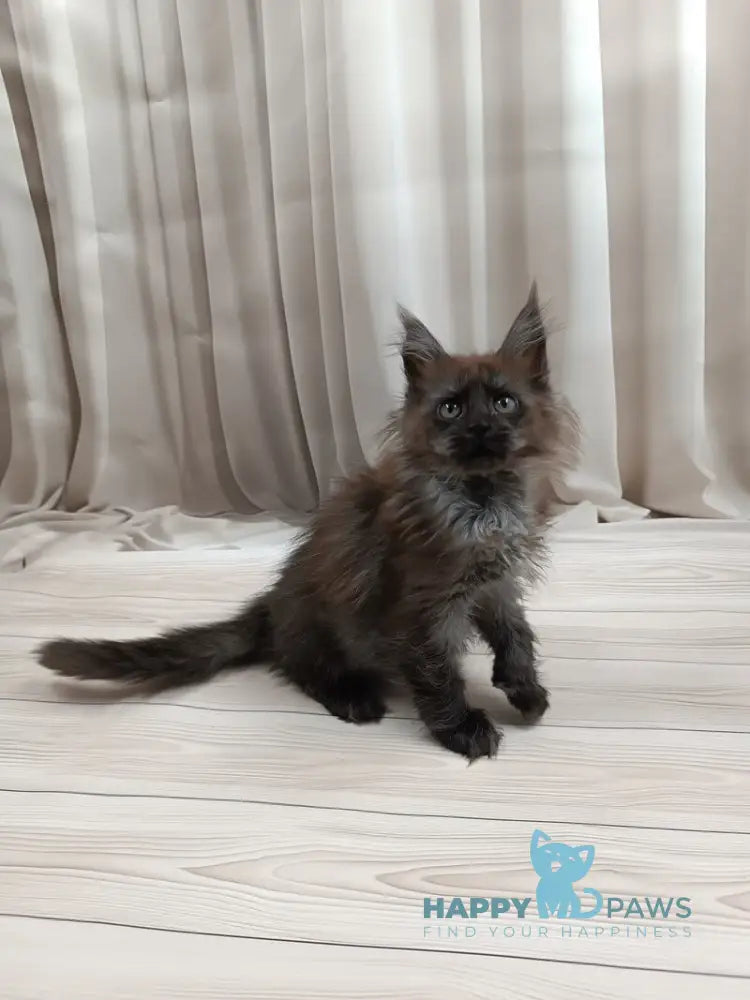 Tesla Maine Coon female black silver live animals