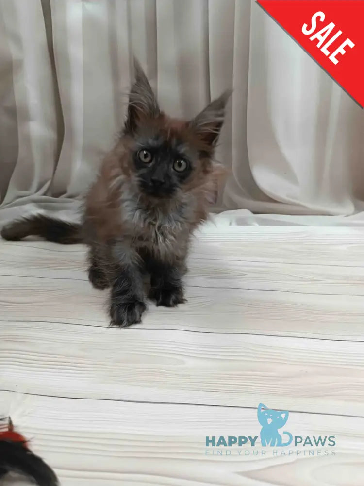 Tesla Maine Coon female black silver live animals