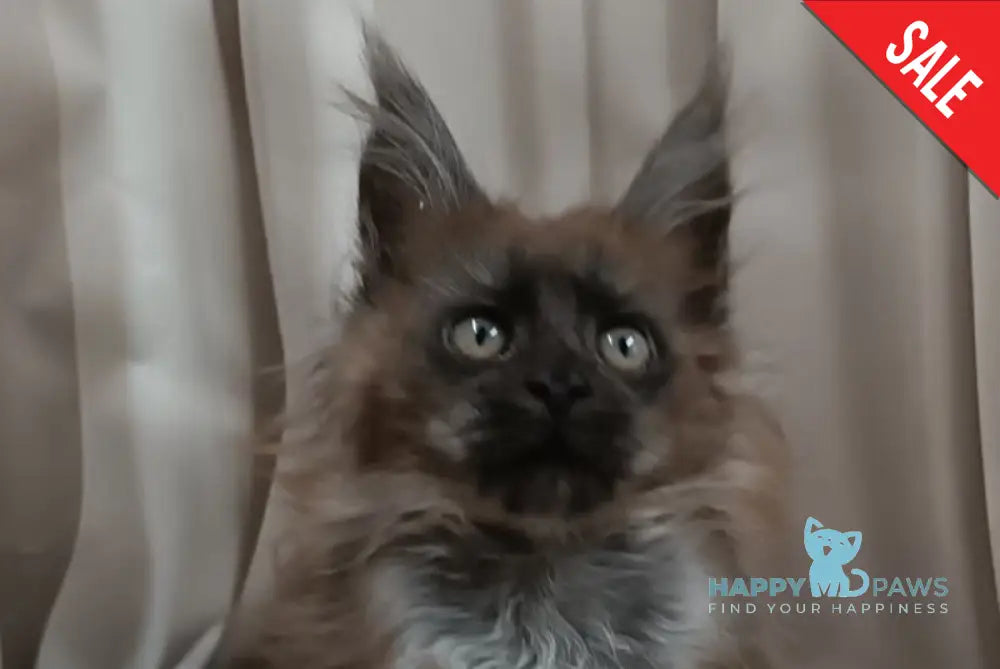Tesla Maine Coon female black silver live animals
