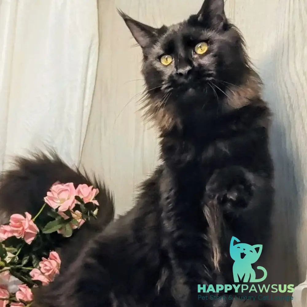 Tesla Maine Coon female black silver - live animals