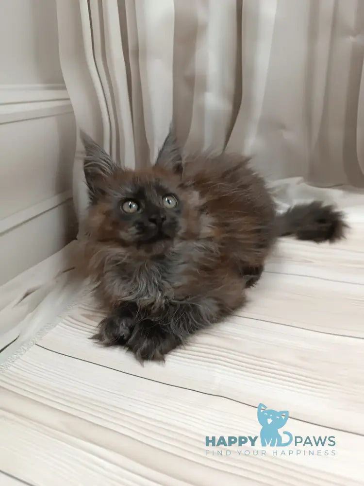 Tesla Maine Coon female black silver live animals