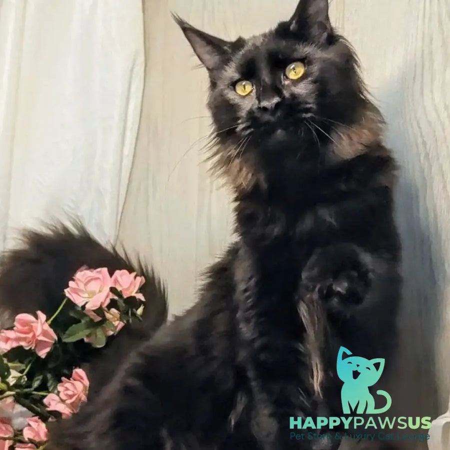 Tesla Maine Coon female black silver - live animals