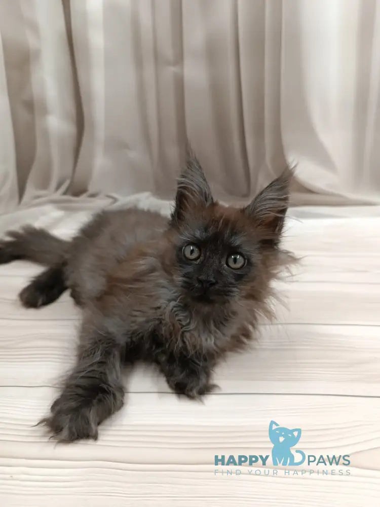 Tesla Maine Coon female black silver live animals