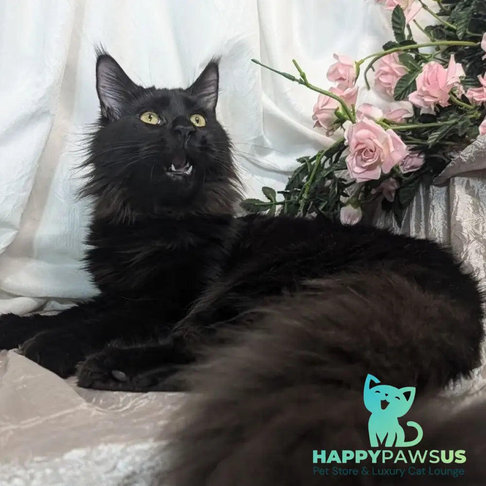 Tesla Maine Coon female black silver - live animals