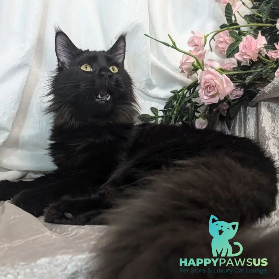 Tesla Maine Coon female black silver - live animals