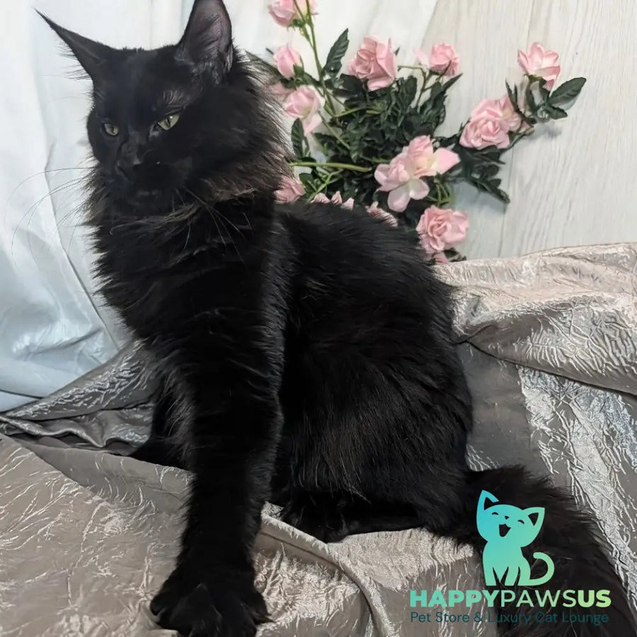 Tesla Maine Coon female black silver - live animals