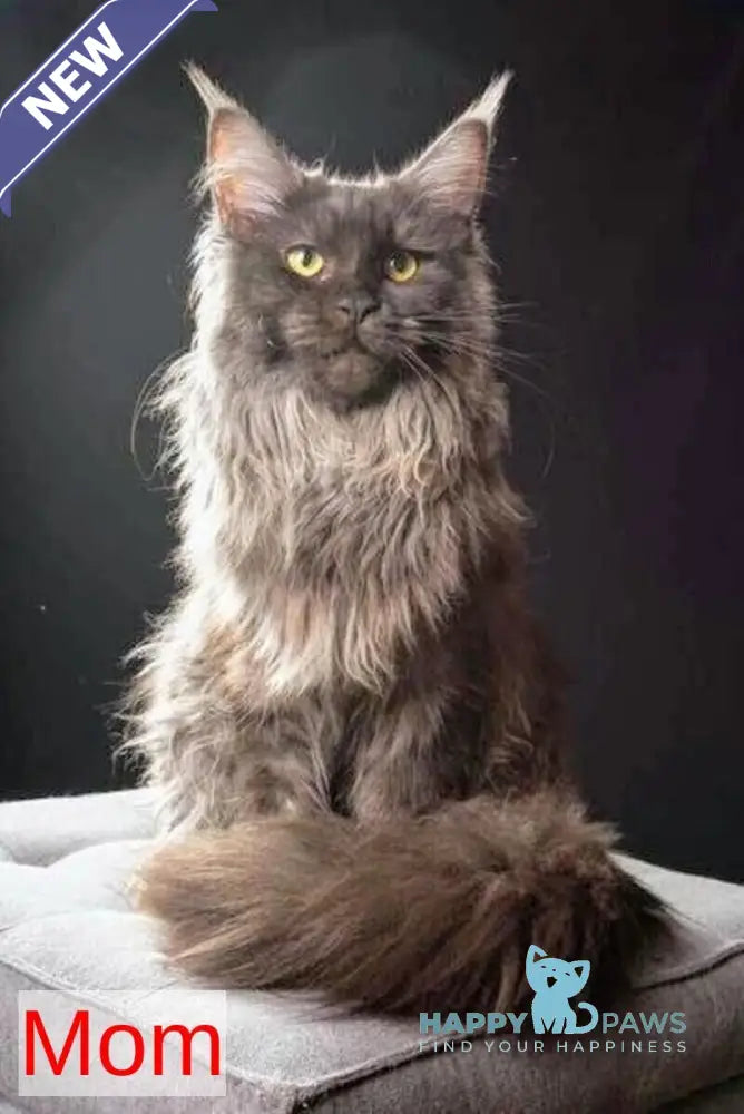 Tesla Maine Coon female black silver live animals