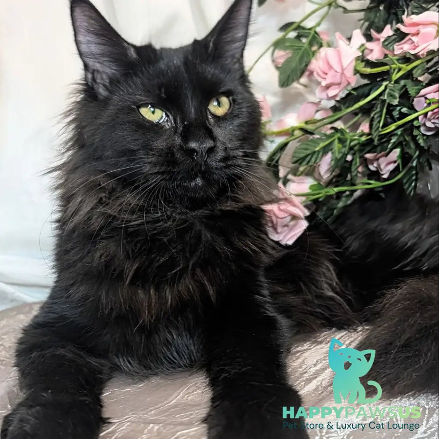 Tesla Maine Coon female black silver - live animals