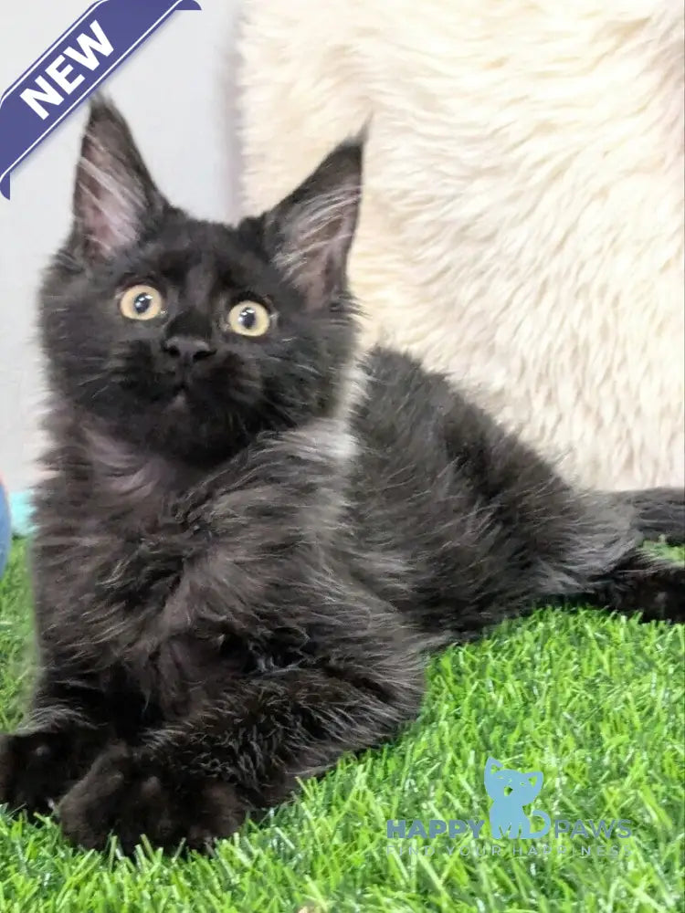 Tesla Maine Coon female black silver live animals