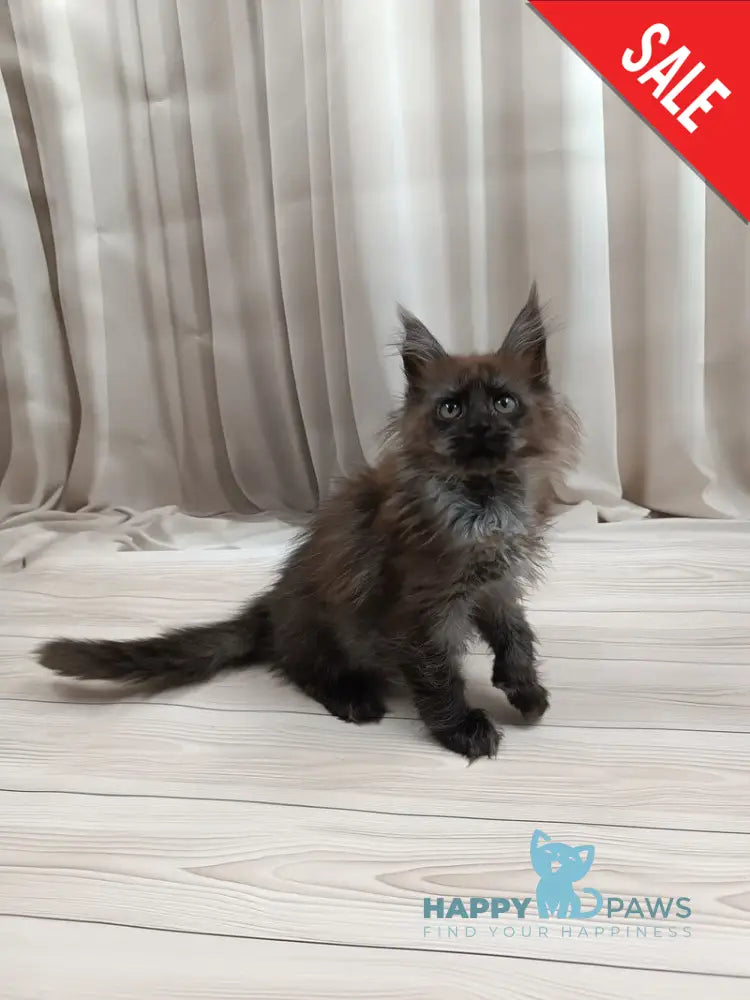 Tesla Maine Coon female black silver live animals